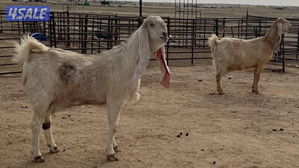 شبك الاذاعه1