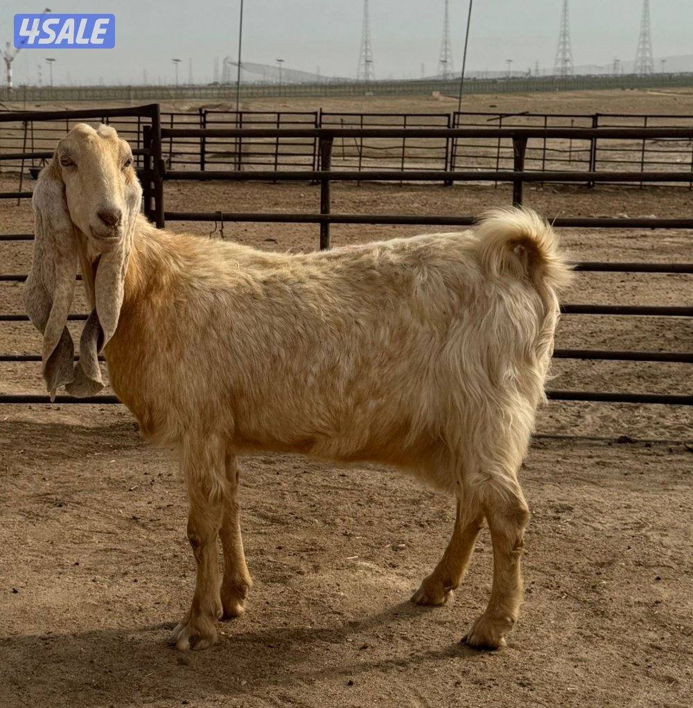 شبك الاذاعه3