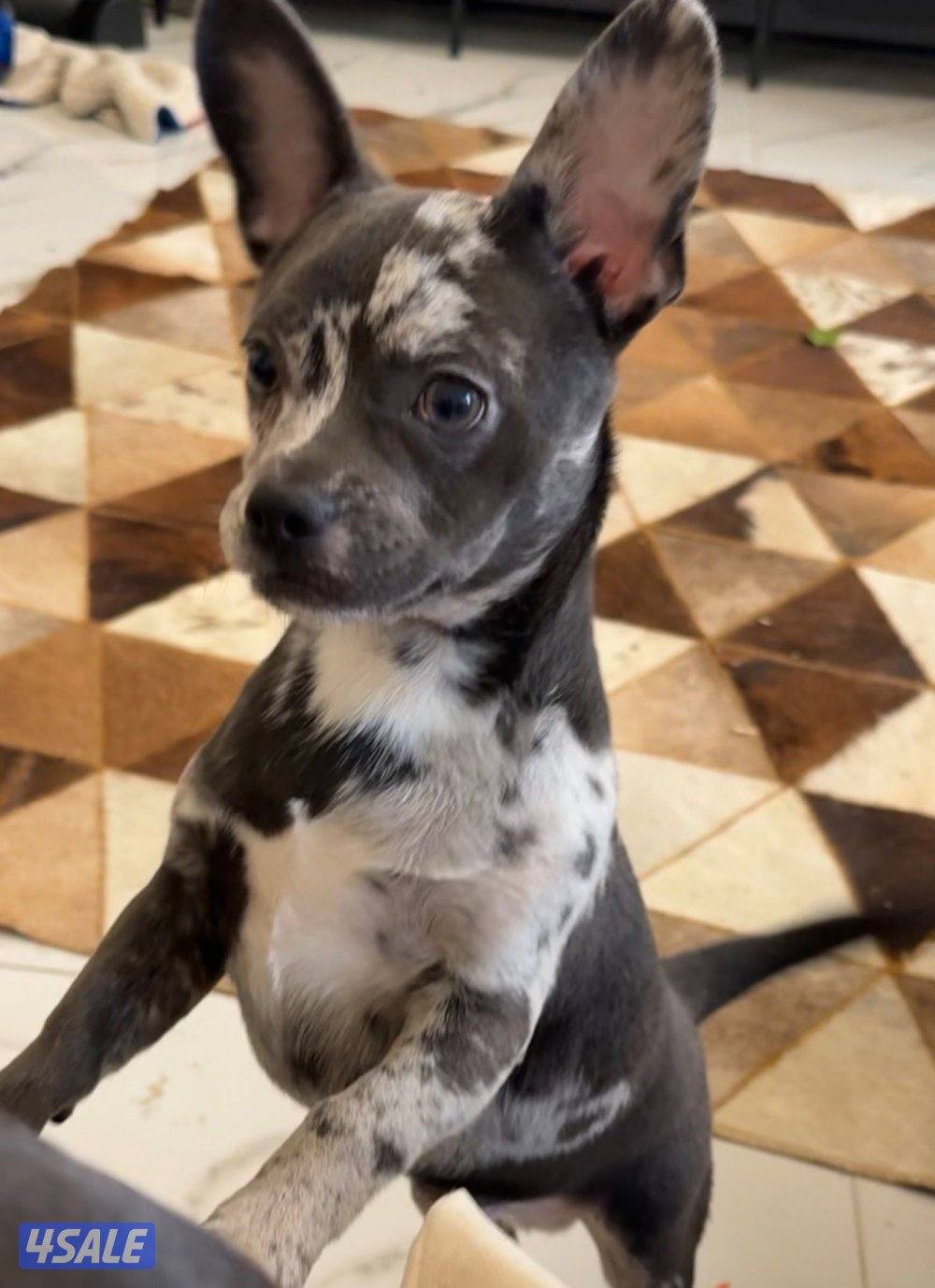 للبيع مكس فرنش / جواوا1