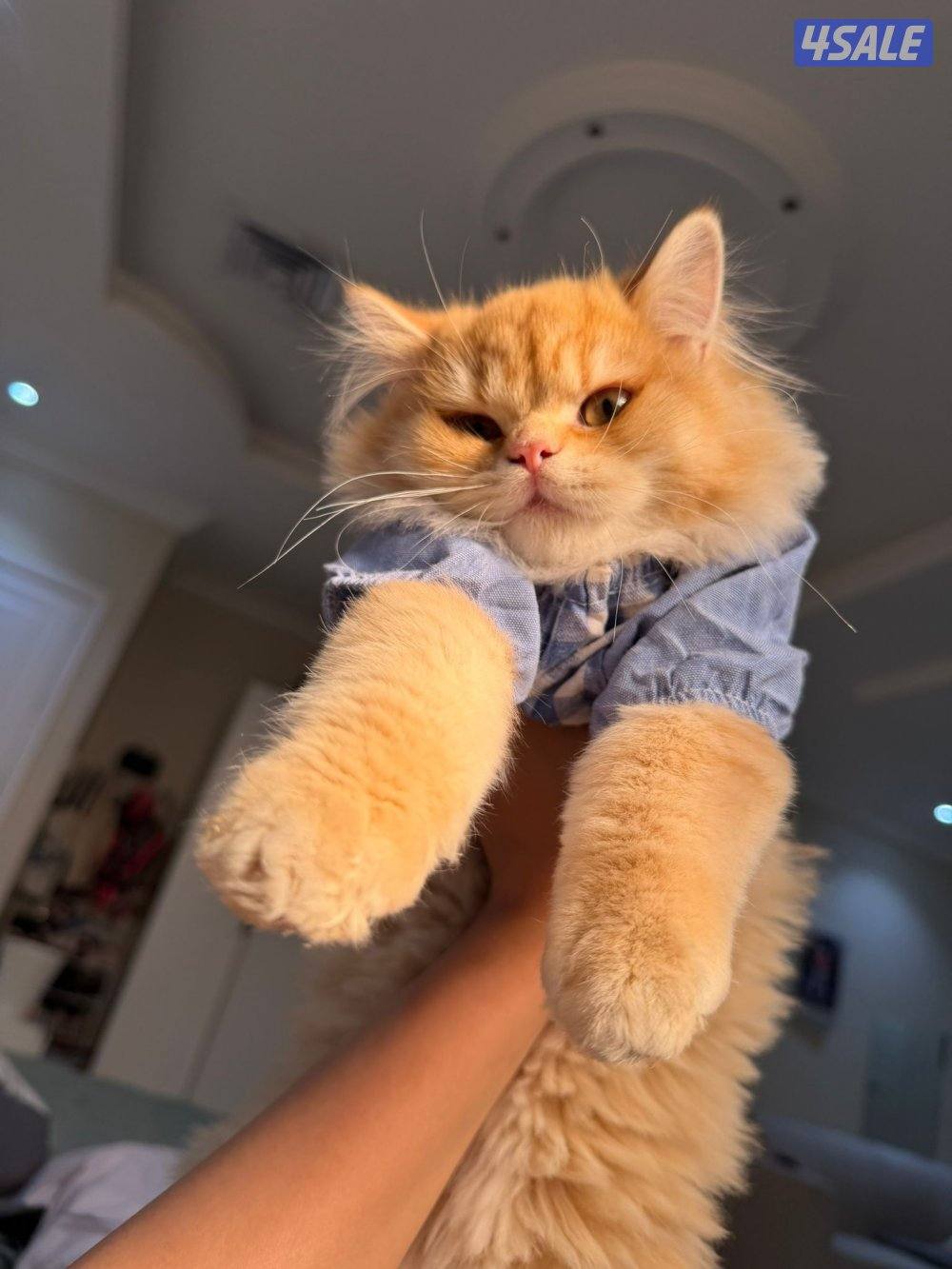 سكوتش ستريت
مطعمة نثية لعووبه العمر ٤اشهر
السعر ٣٥1