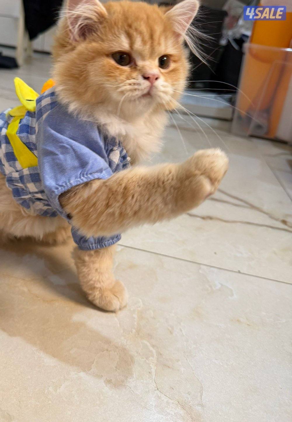 سكوتش ستريت
مطعمة نثية لعووبه العمر ٤اشهر
السعر ٣٥2