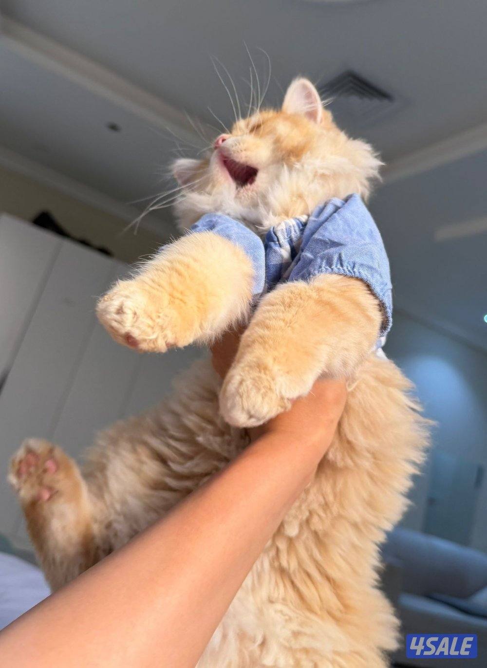 سكوتش ستريت
مطعمة نثية لعووبه العمر ٤اشهر
السعر ٣٥3