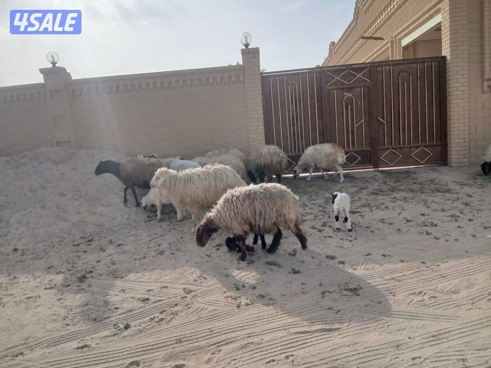 غنم مطافيل للبيع0