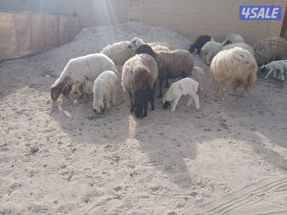 غنم مطافيل للبيع1