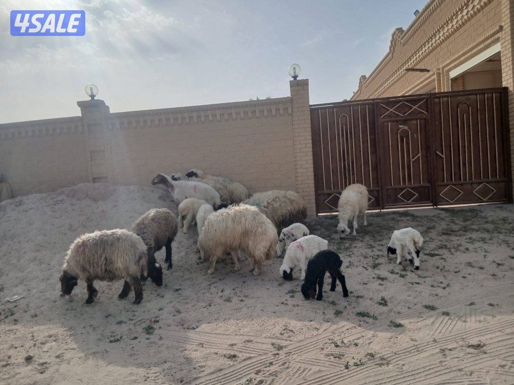 غنم مطافيل للبيع2