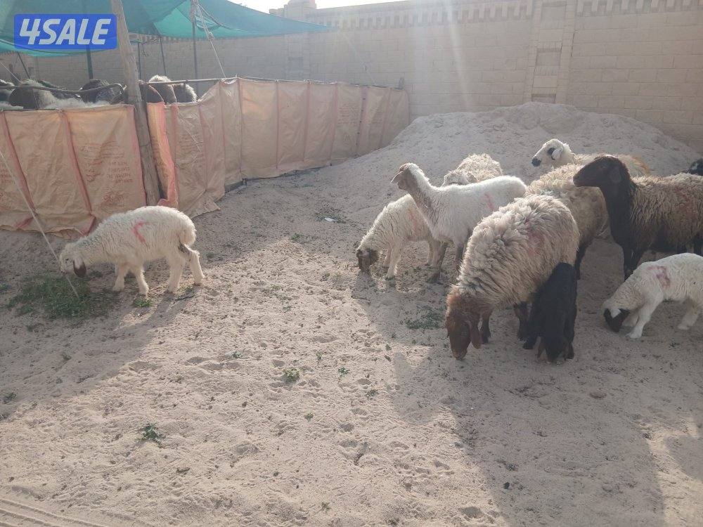 غنم مطافيل للبيع3