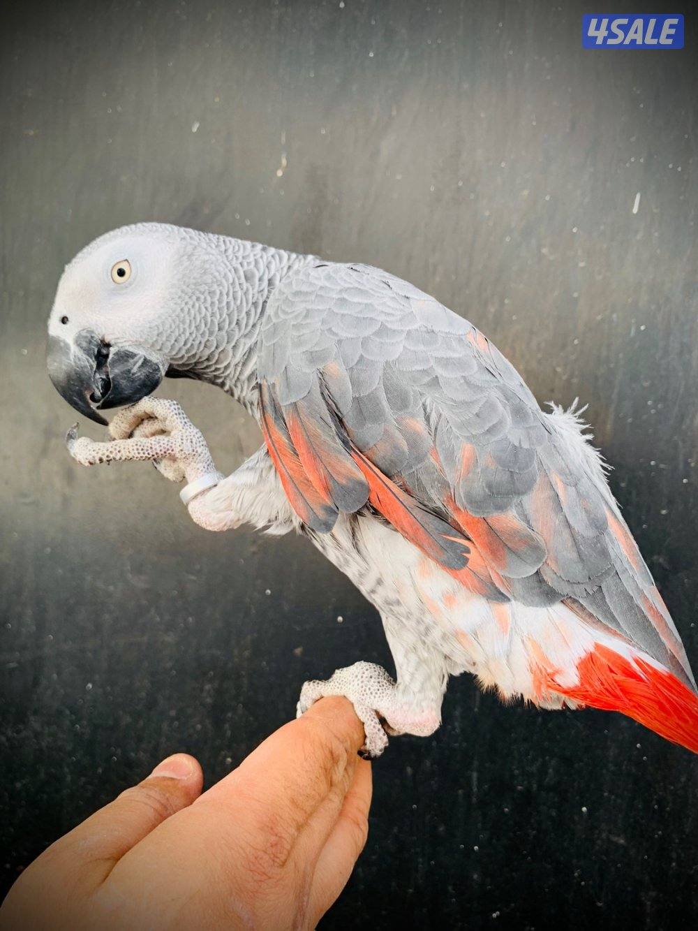 كاسكو طفره نادره + متكلم بطلاقه0