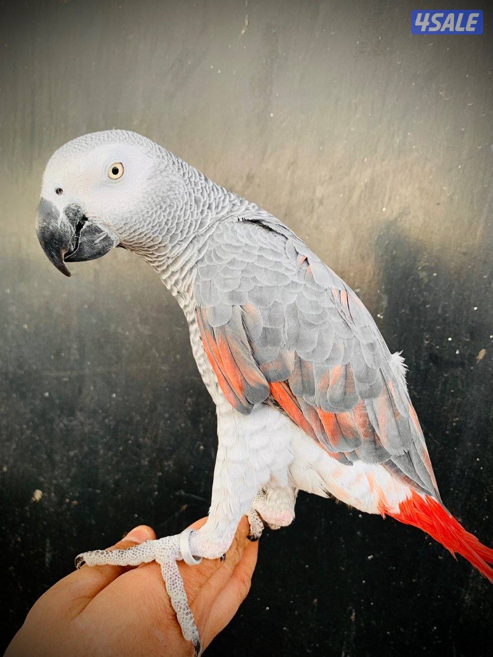 كاسكو طفره نادره + متكلم بطلاقه1