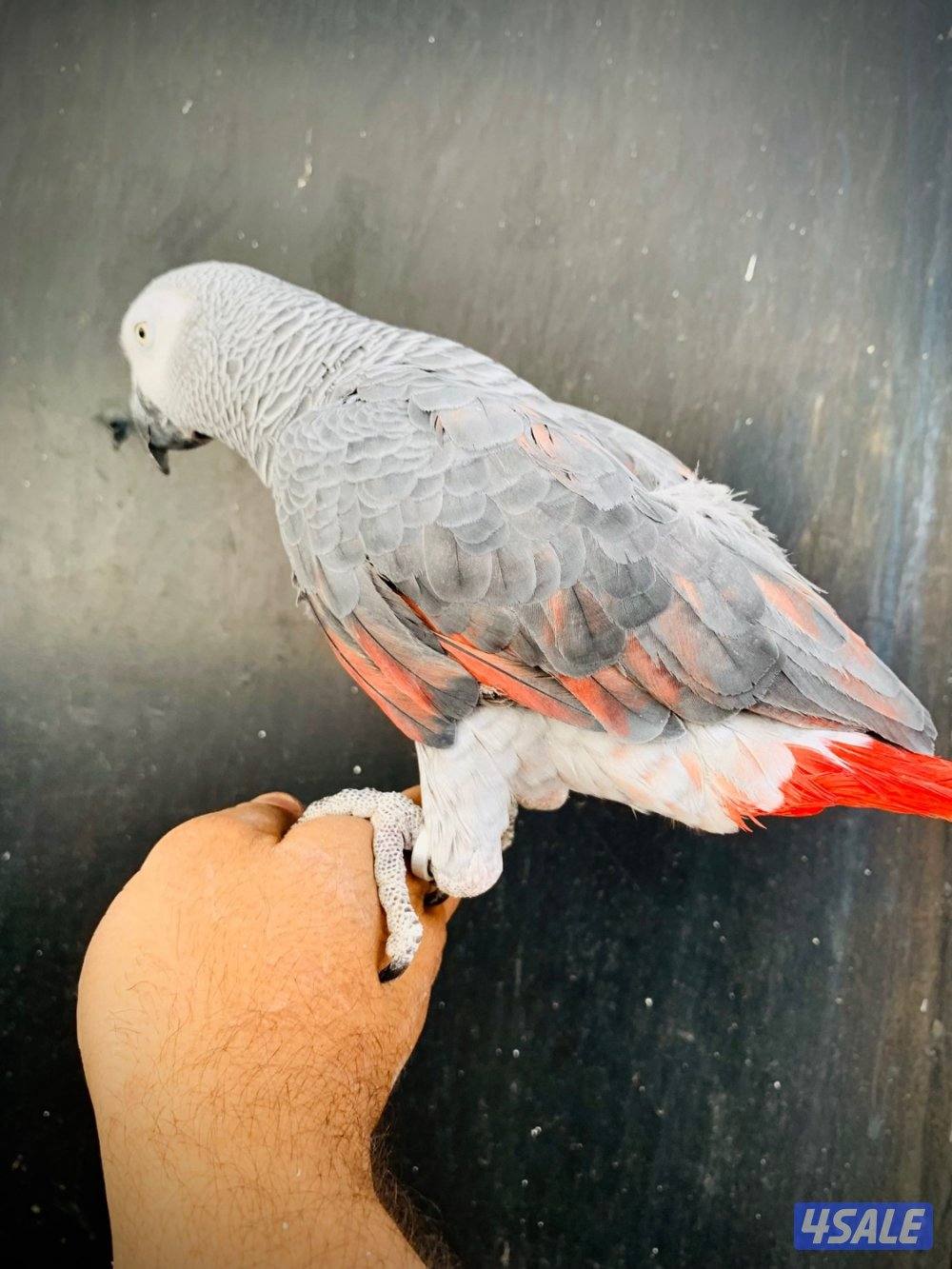 كاسكو طفره نادره + متكلم بطلاقه2