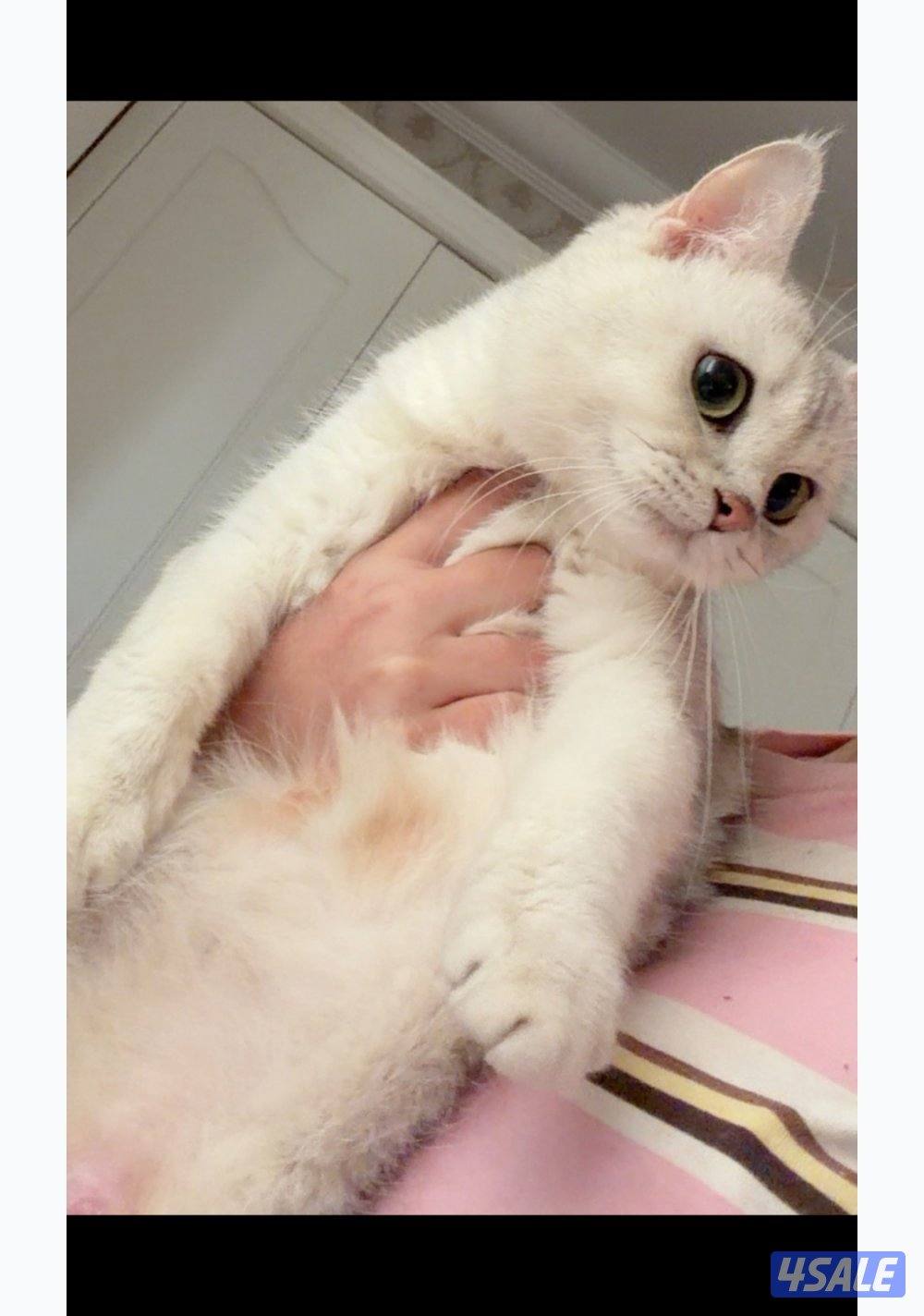 نثيه برتش سلفر للبيع1