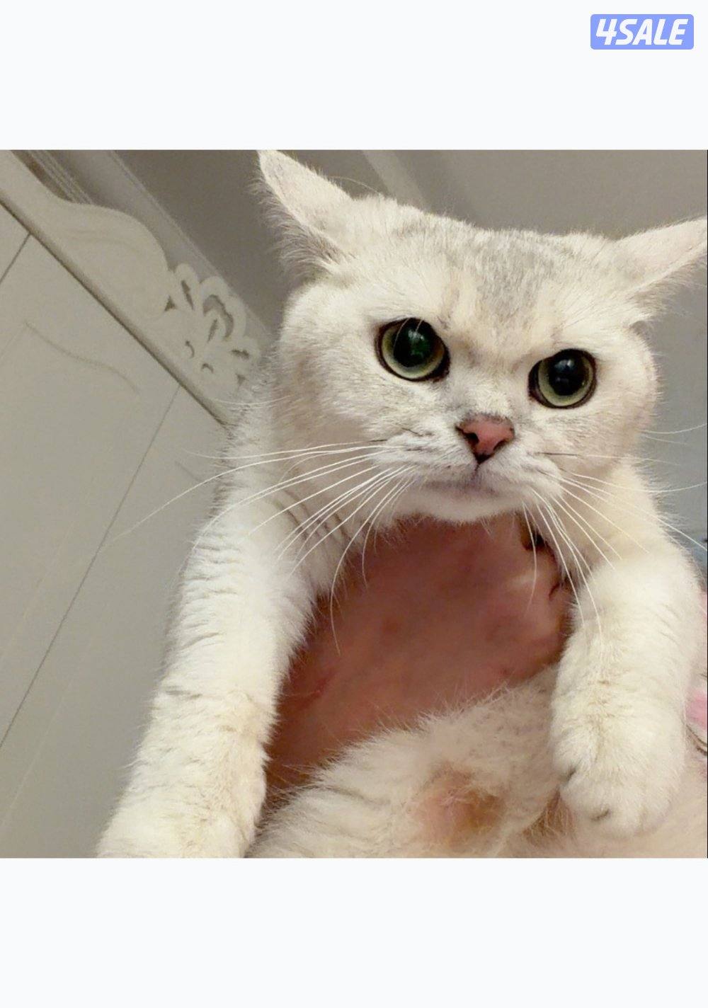 نثيه برتش سلفر للبيع2