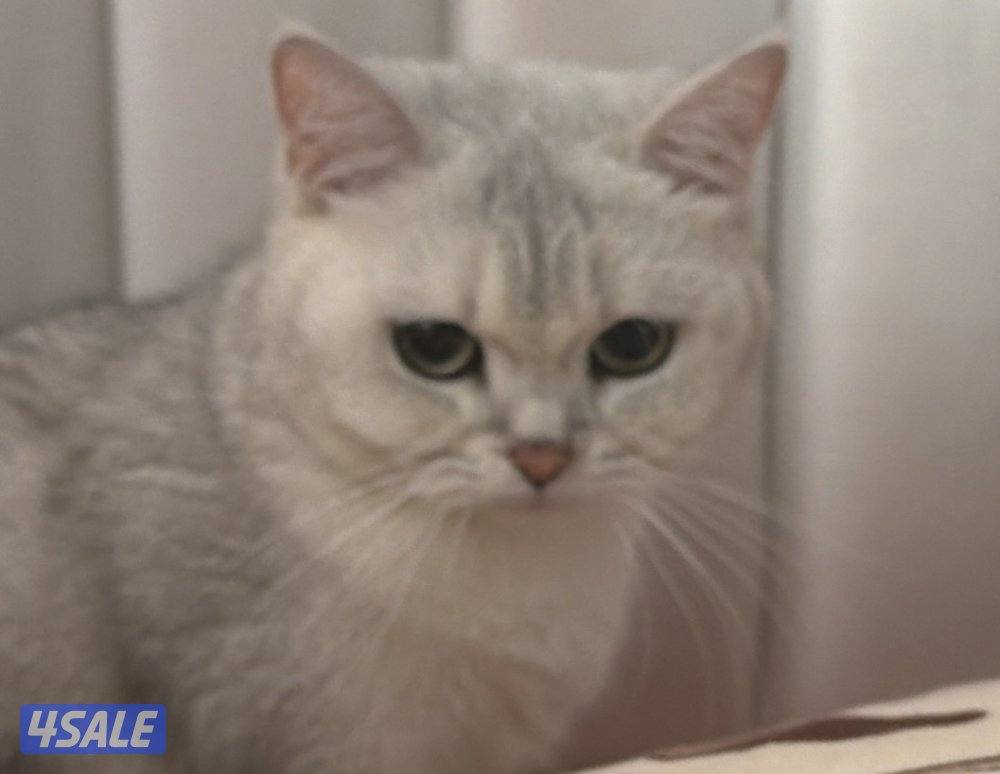 نثيه برتش سلفر للبيع4