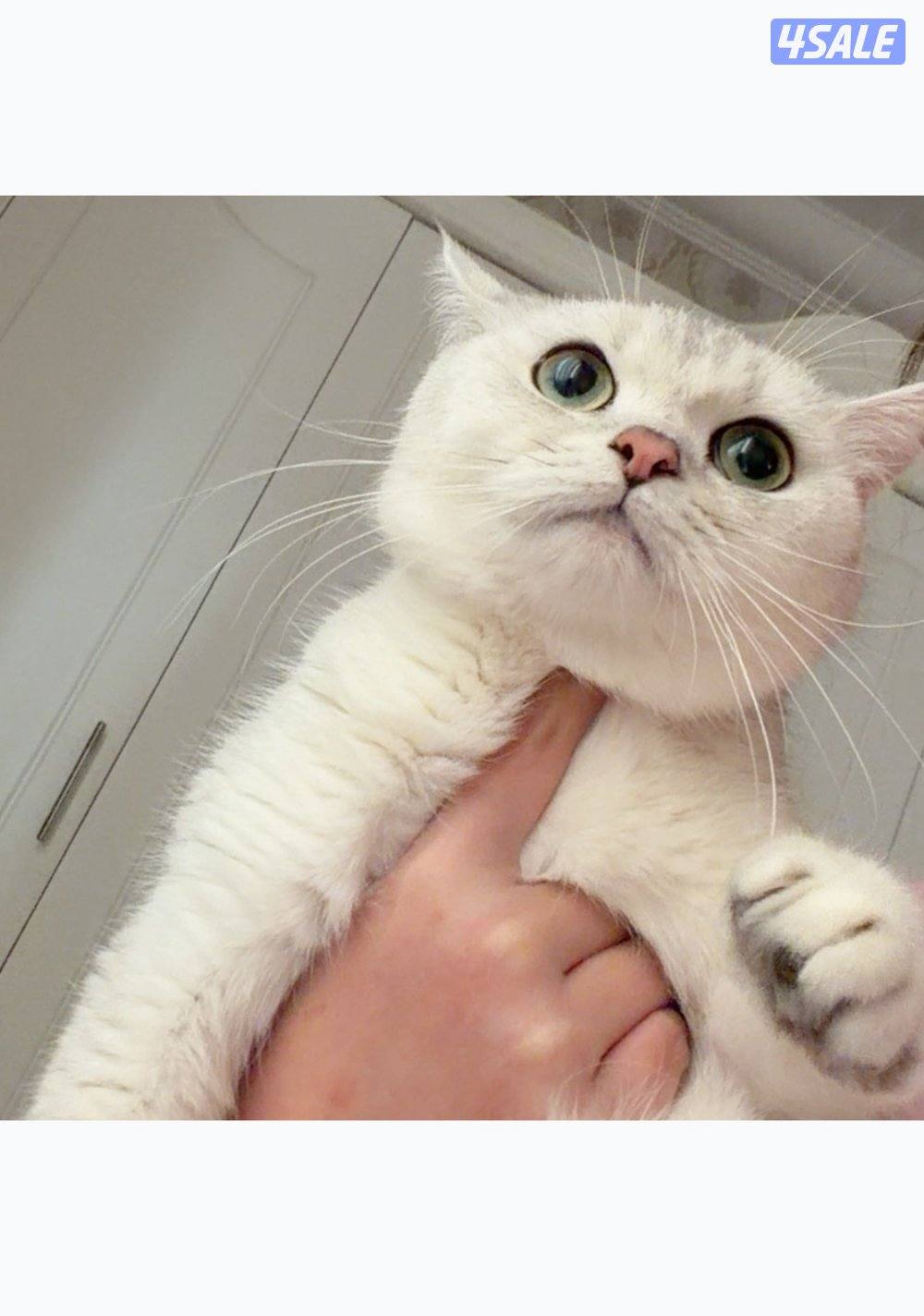 نثيه برتش سلفر للبيع3