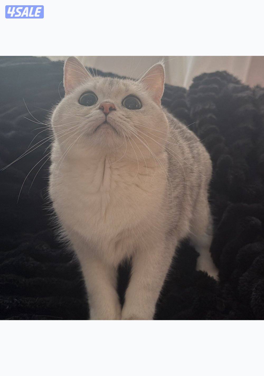 نثيه برتش سلفر للبيع5