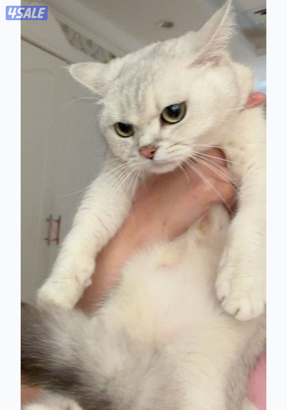 نثيه برتش سلفر للبيع6