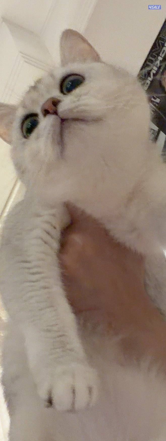 نثيه برتش سلفر للبيع7