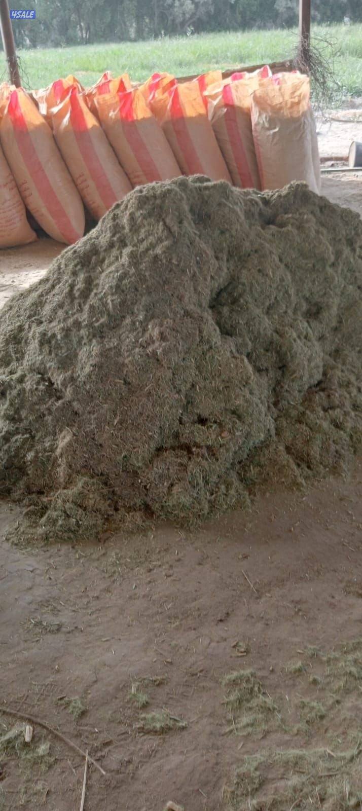 سعف مجروش مزارع العبدلي0