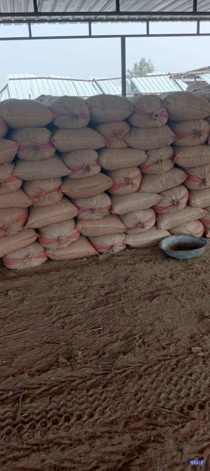 سعف مجروش مزارع العبدلي1