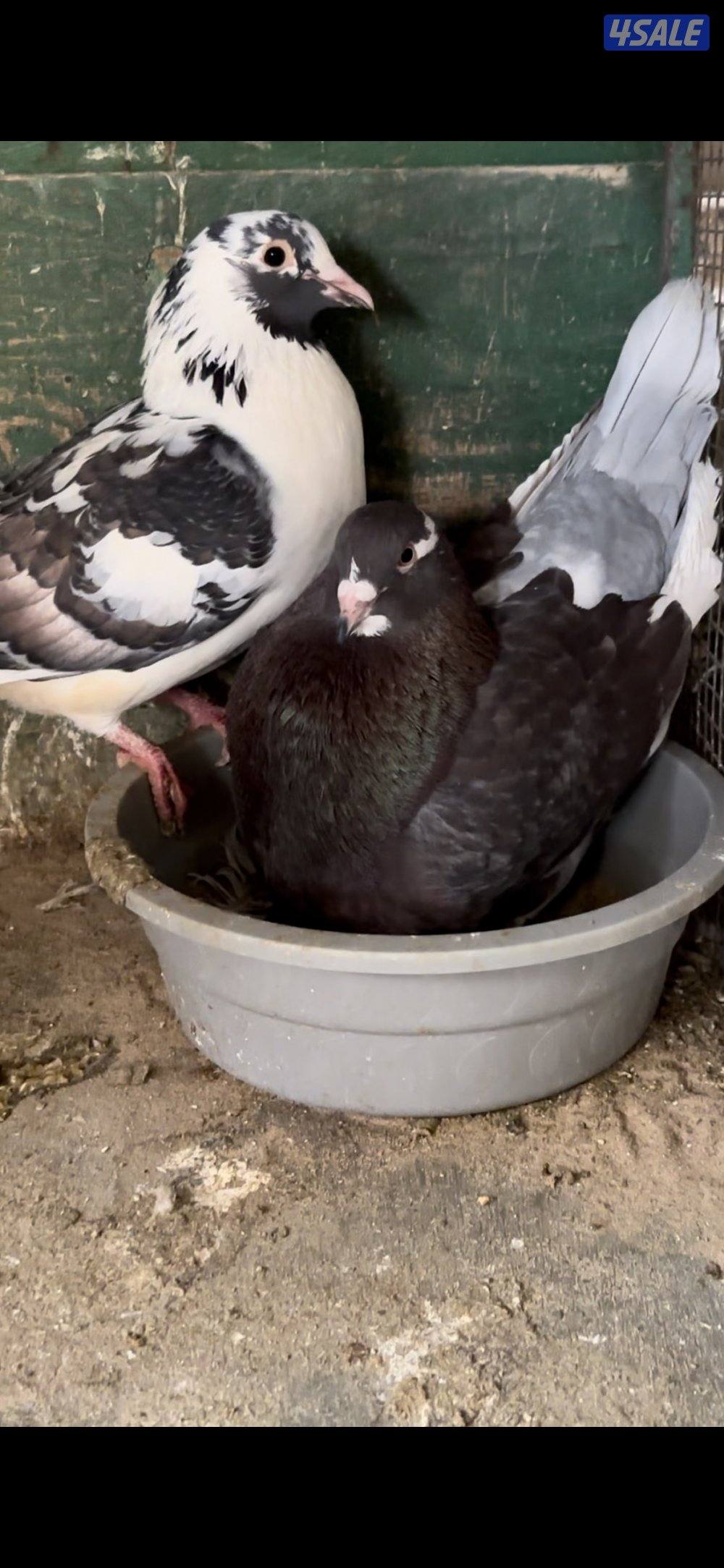 حمام تراكيب2