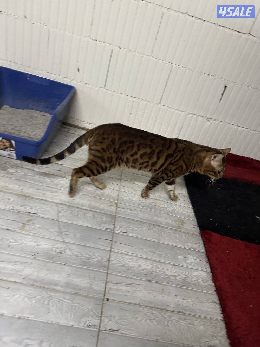 للبيع بنقال0