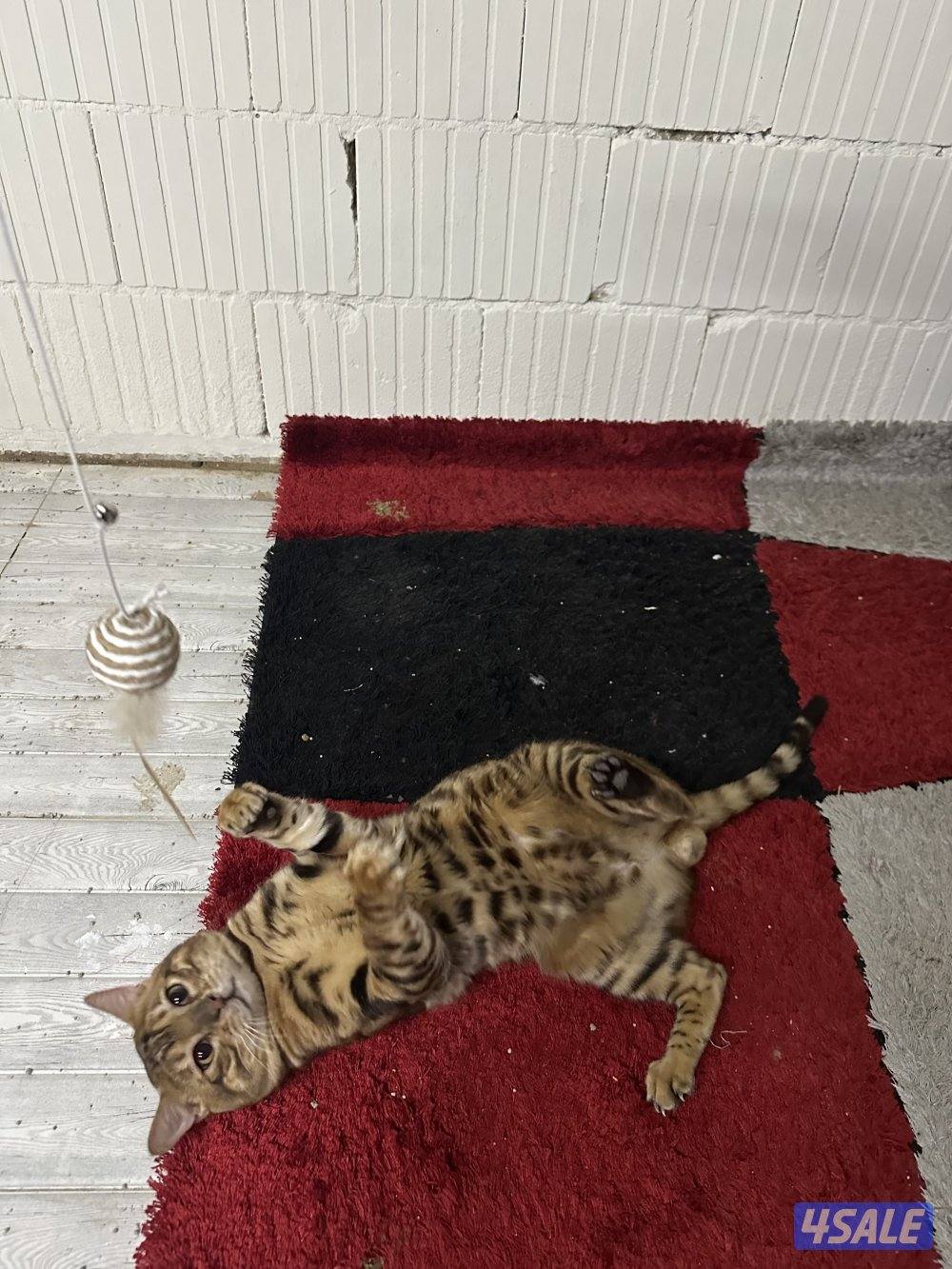 للبيع بنقال1