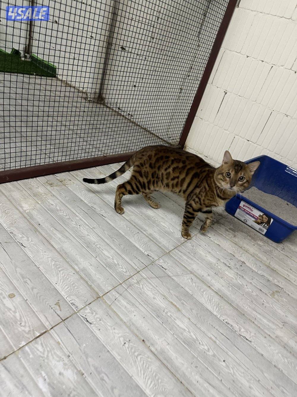 للبيع بنقال2