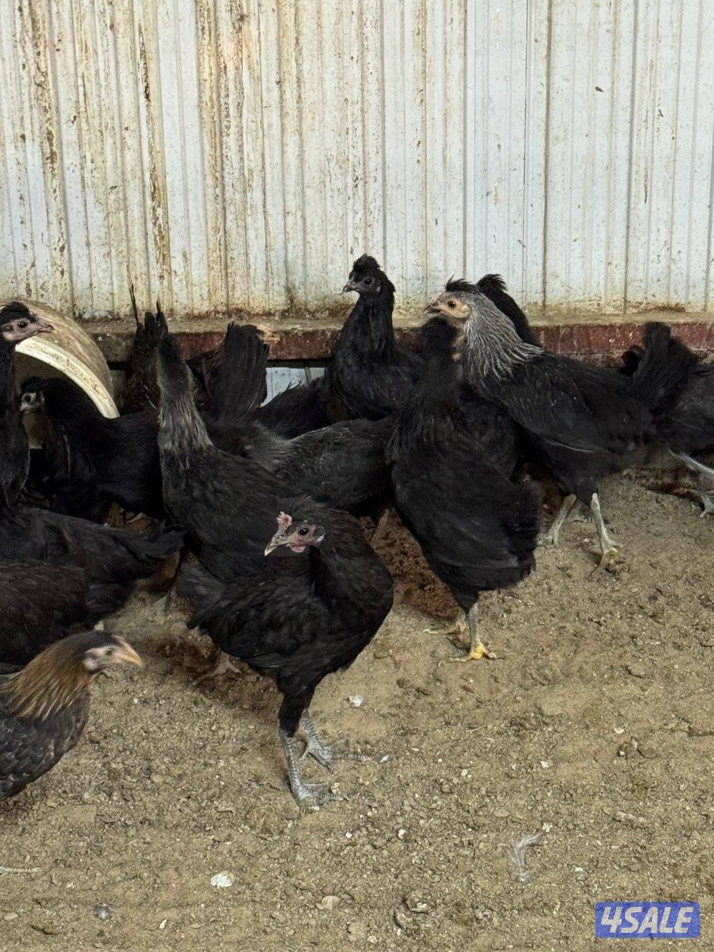 بيعه سريعه دجاج اسود على وشك بيض العمر ٧ شهور0