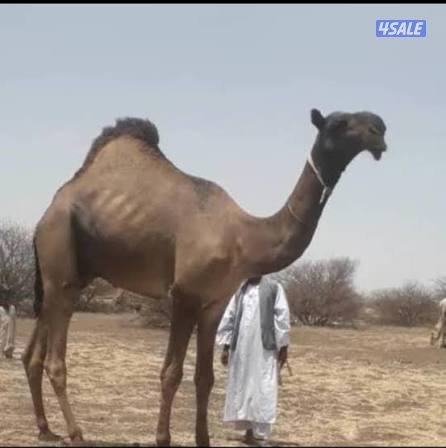 راعي ابل سوداني خبره في التعامل مع الحلال0