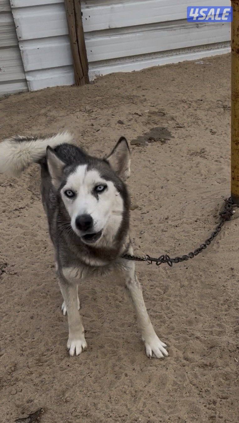 كلاب للبيع تصفيه أنواع وايد0