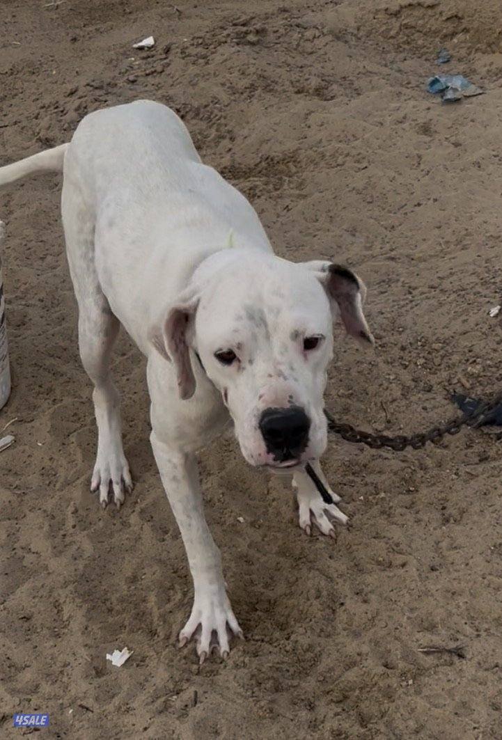 كلاب للبيع تصفيه أنواع وايد1