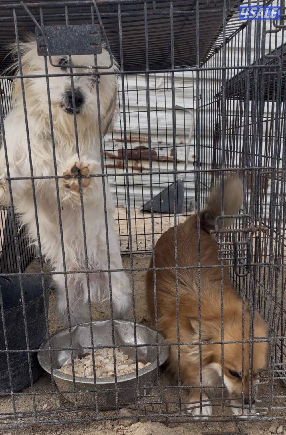 كلاب للبيع تصفيه أنواع وايد2