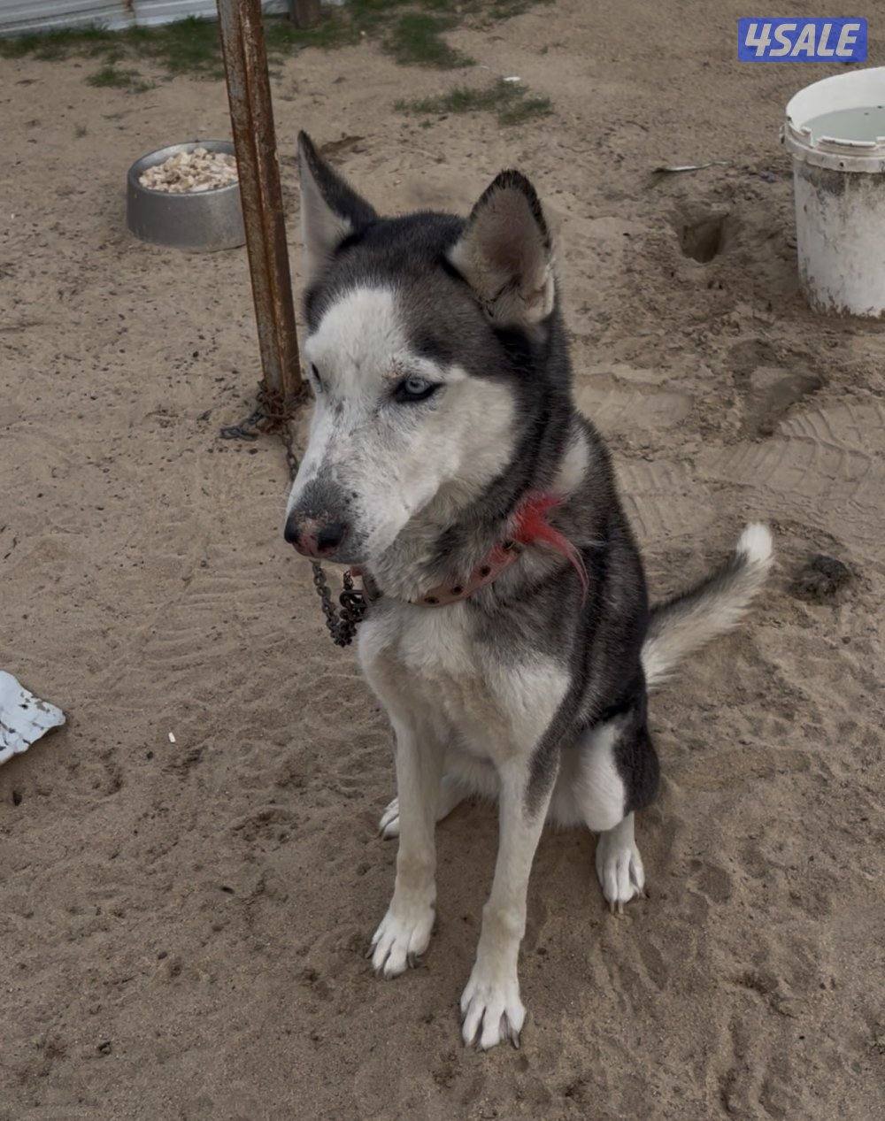 كلاب للبيع تصفيه أنواع وايد4