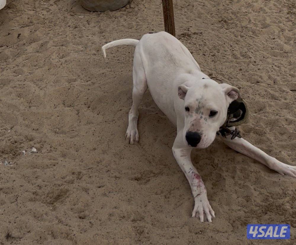 كلاب للبيع تصفيه أنواع وايد5