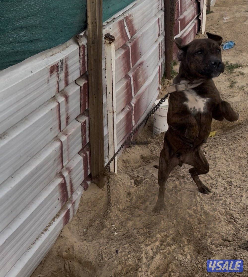 كلاب للبيع تصفيه أنواع وايد6