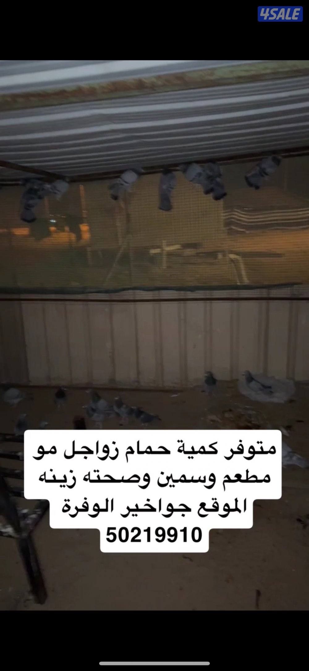 متوفر زواجل سمان مو مطعمات سحتها زينه الموقع جواخير الوفره الرقم ٥٠٢١٩0