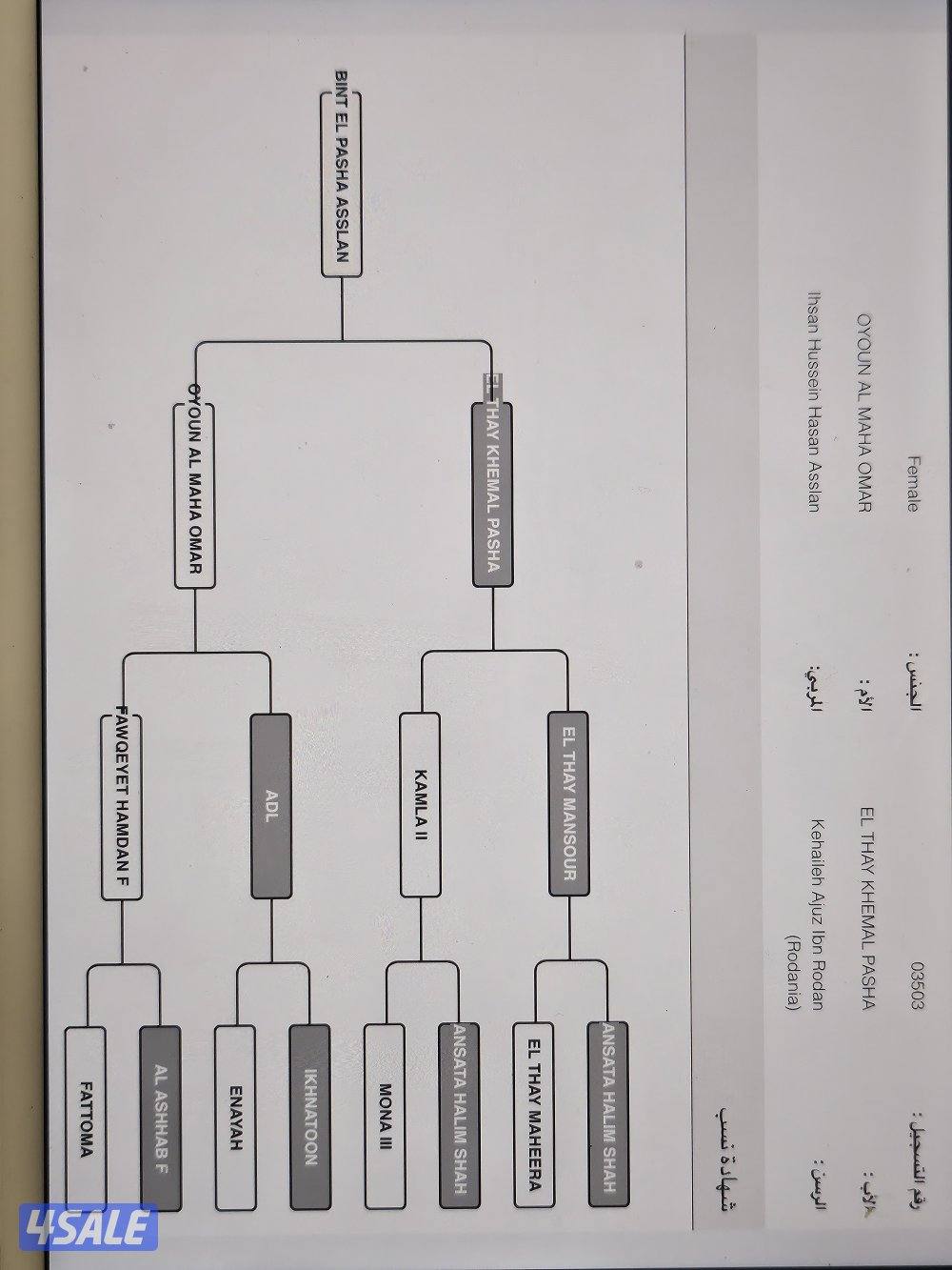 افراس مصرية ومهرات ومهر0