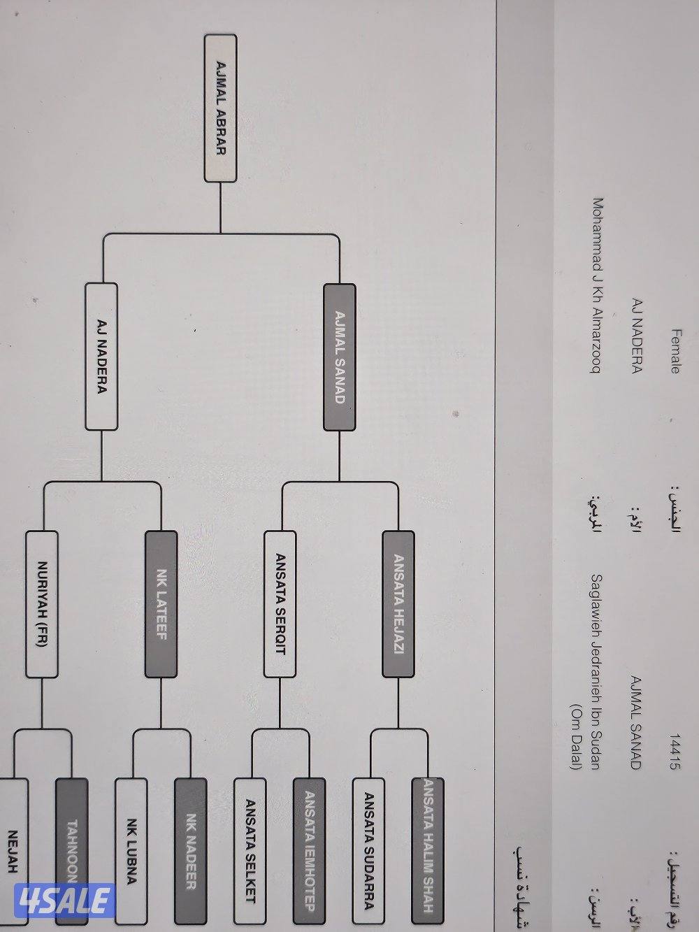 افراس مصرية ومهرات ومهر1