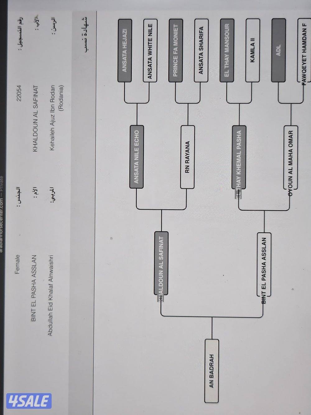 افراس مصرية ومهرات ومهر2