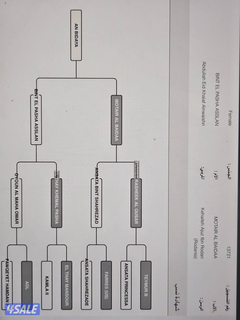 افراس مصرية ومهرات ومهر3