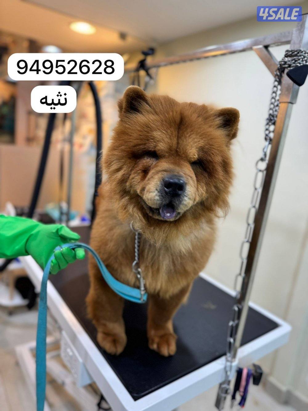 للبيع چاو چاو نثيه و ذكر عمرهم ٣ ونص صحتهم ممتازه ويلعبون0