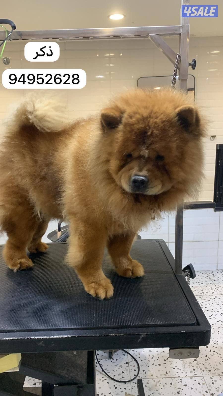 للبيع چاو چاو نثيه و ذكر عمرهم ٣ ونص صحتهم ممتازه ويلعبون1