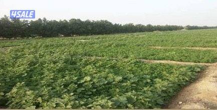 مزرعة نباتية1