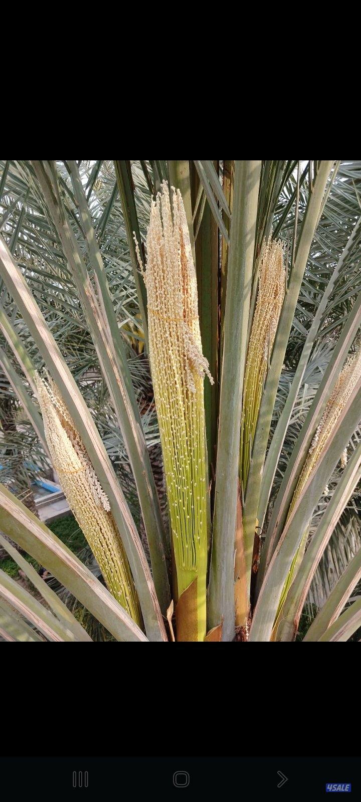 زراع اهوازي0