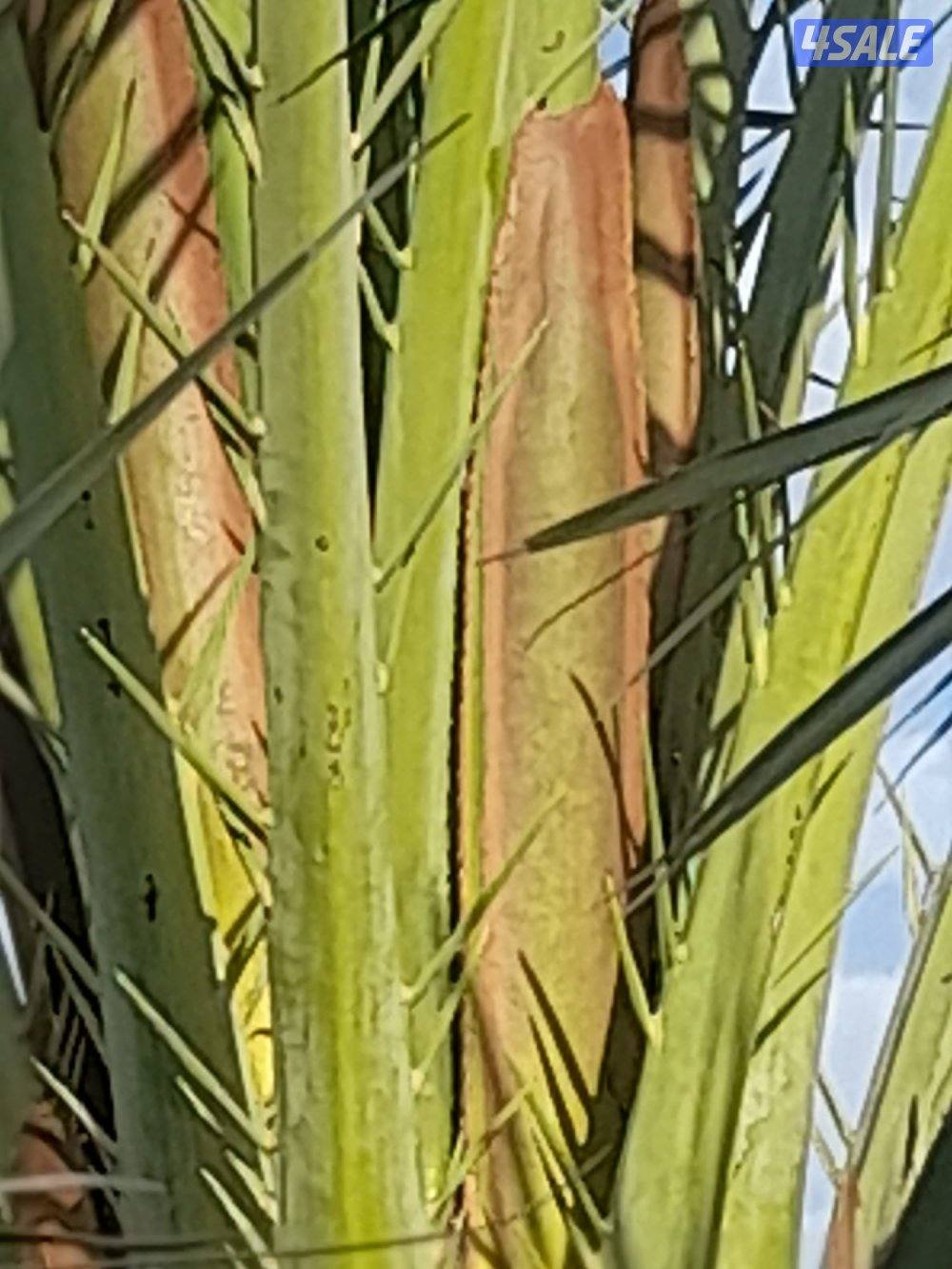 زراع اهوازي2