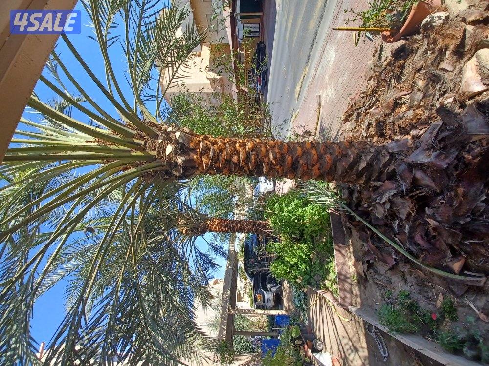 زراع اهوازي3