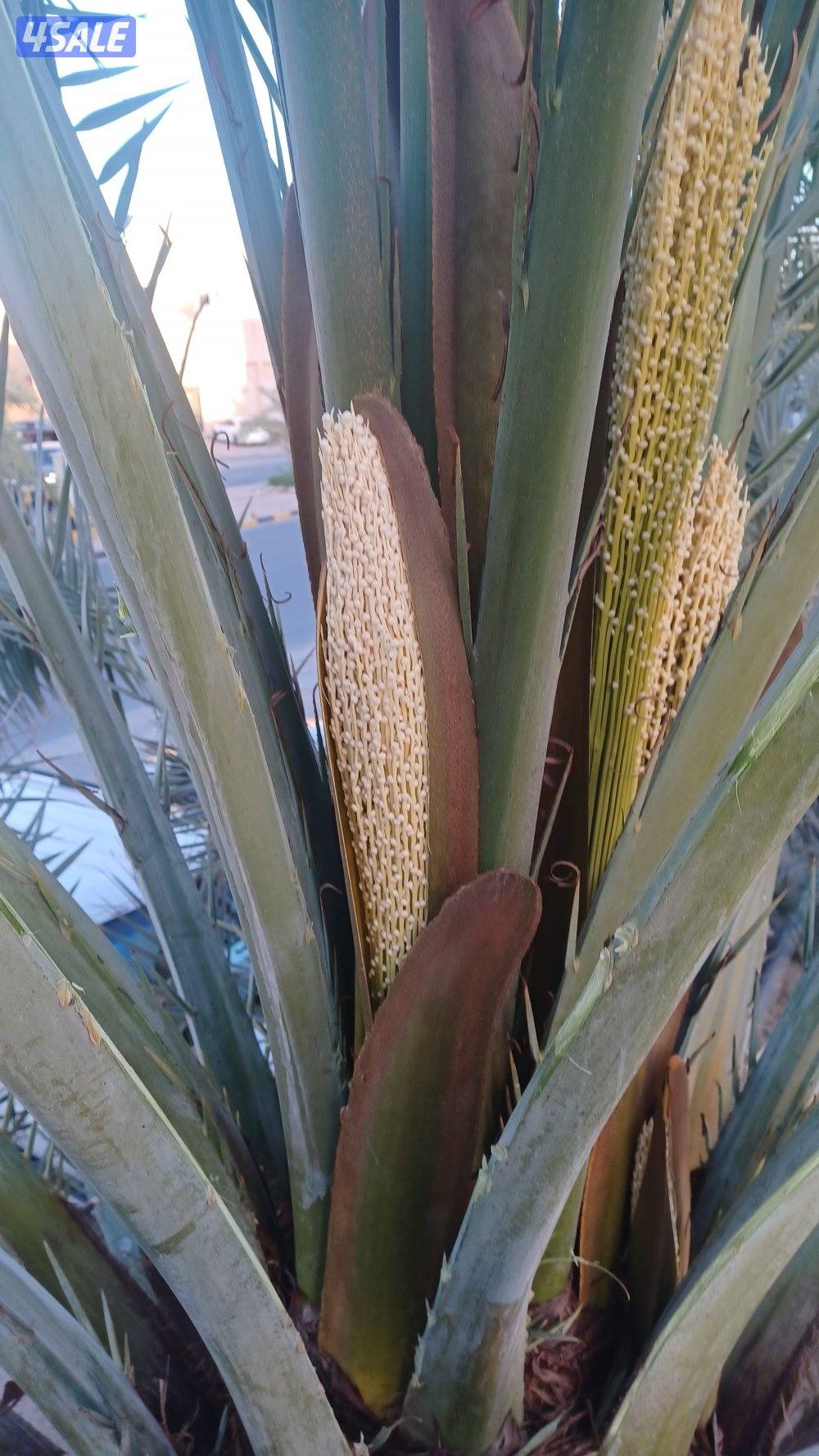 زراع اهوازي4