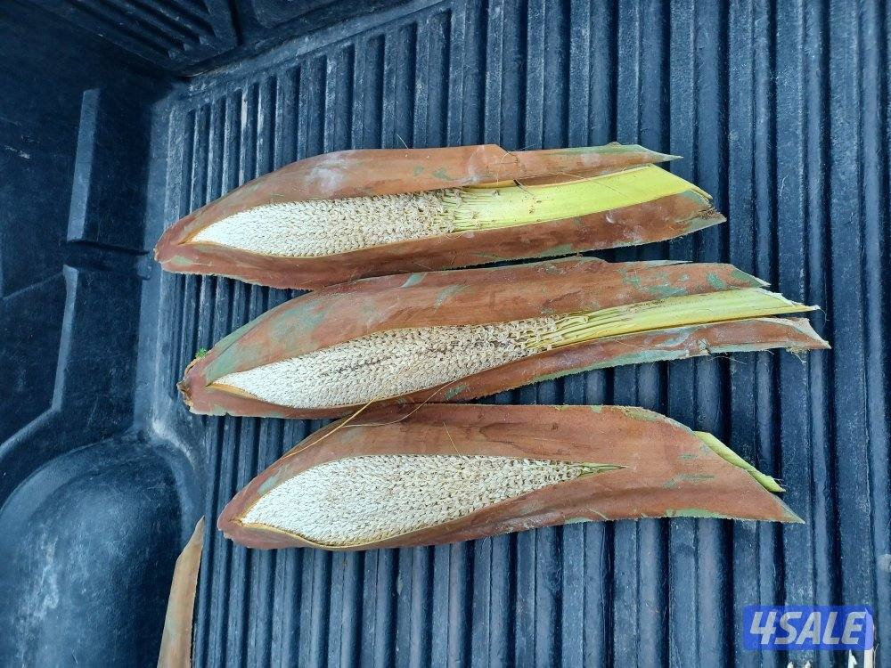 زراع اهوازي5