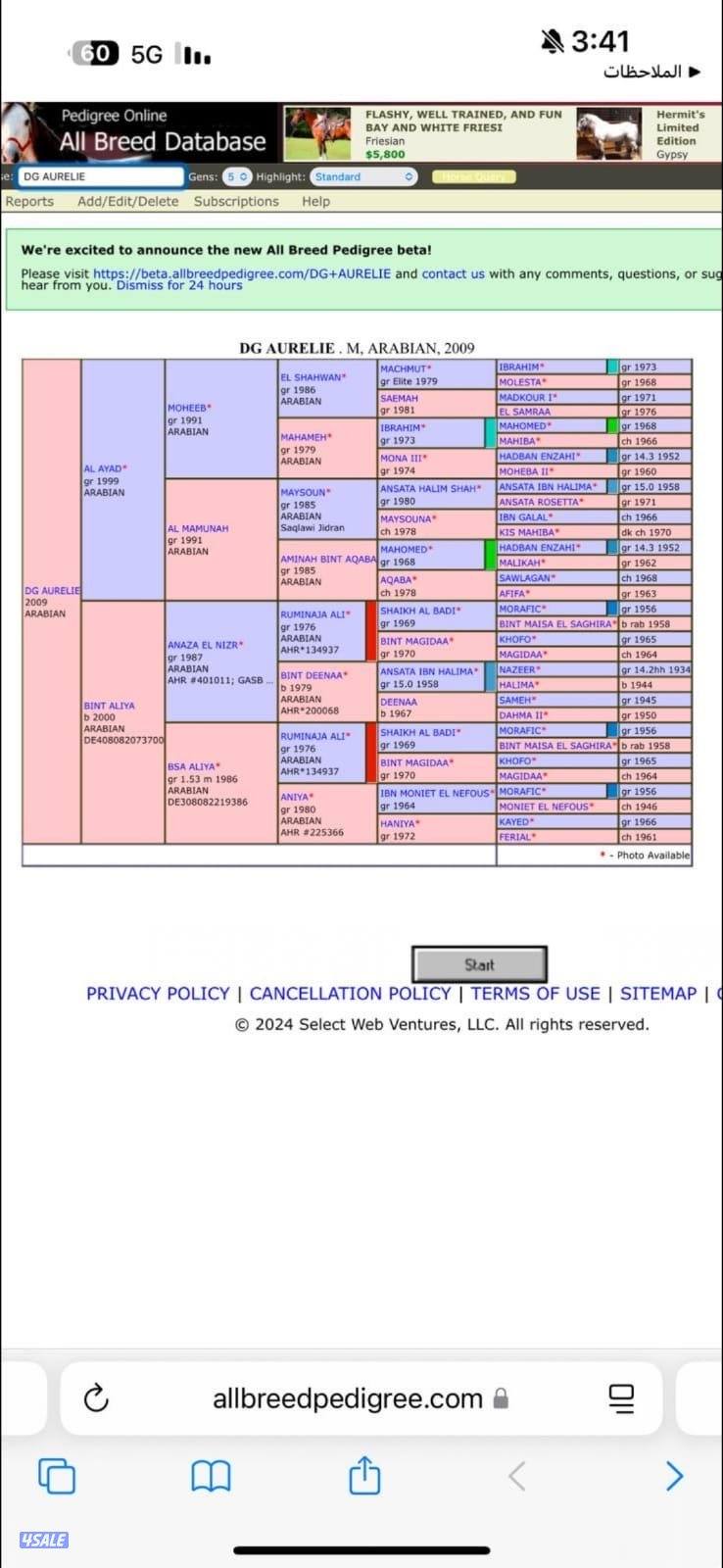 فرس عربية ( مصريه )0