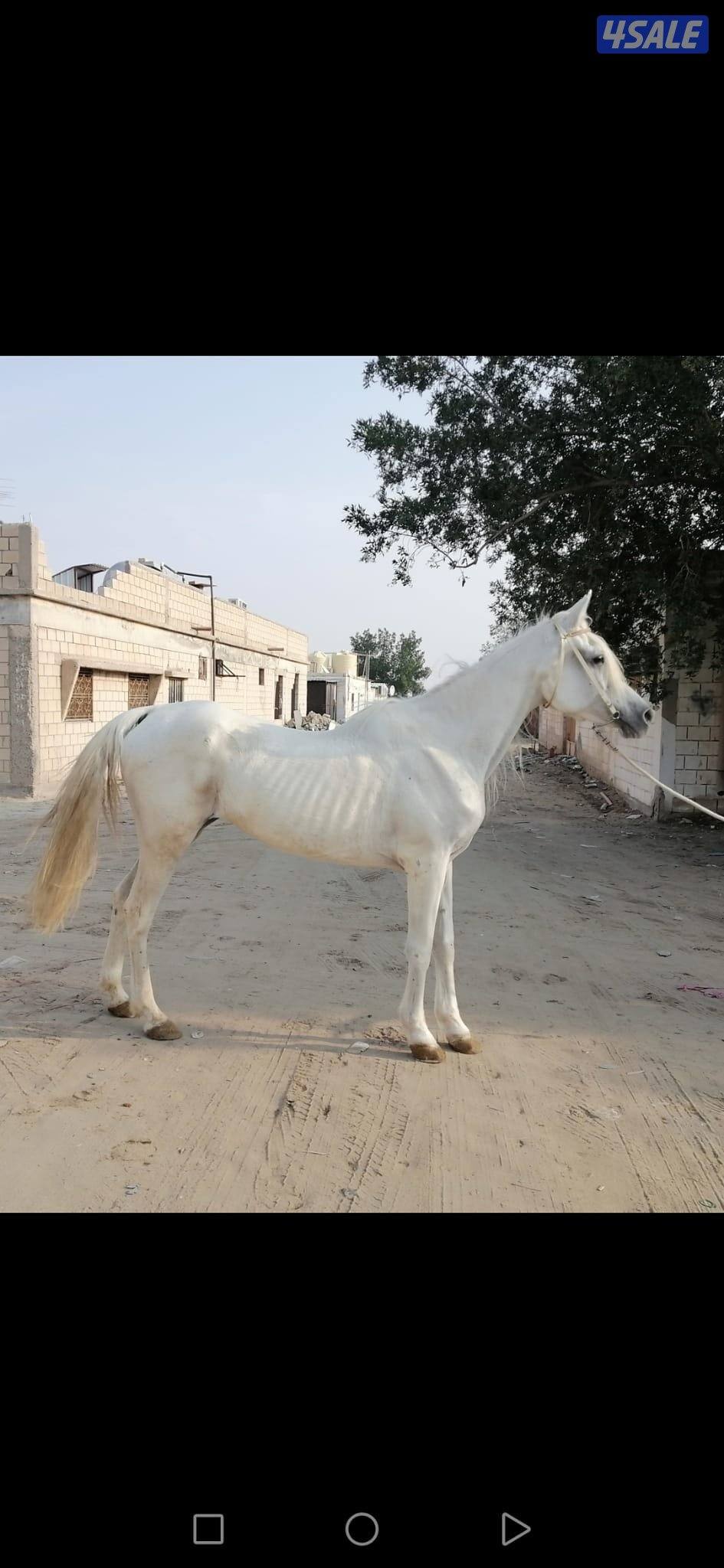 فرس عربية ( مصريه )1