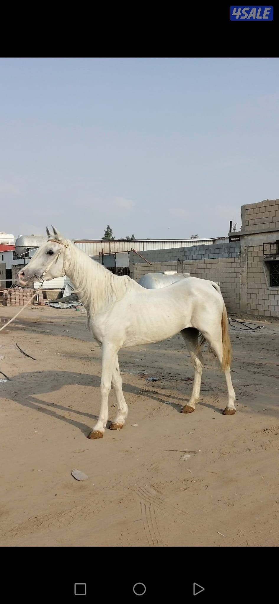 فرس عربية ( مصريه )2